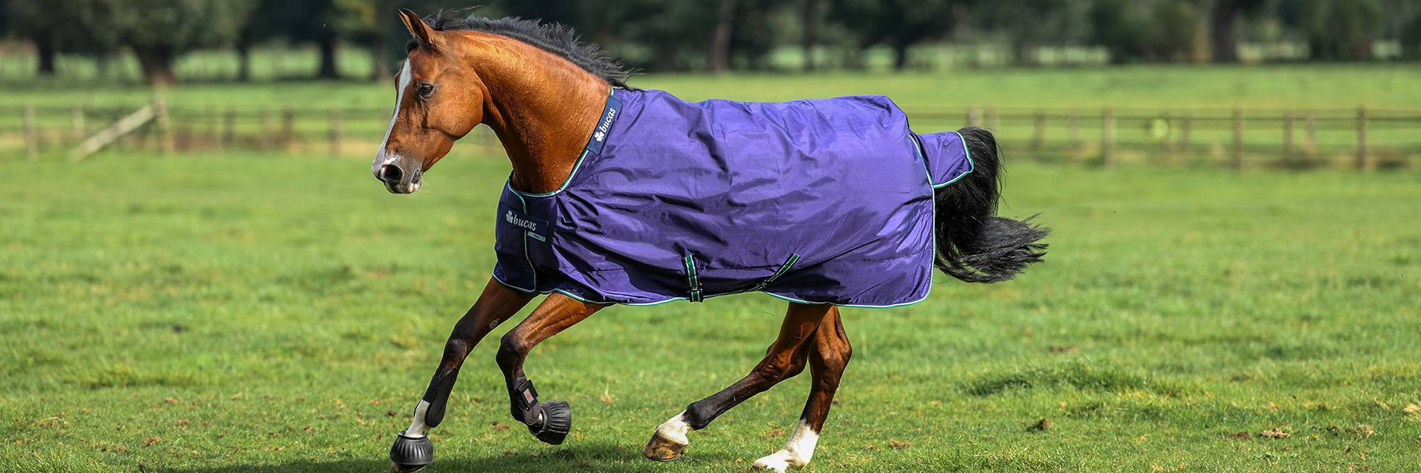 Horse Supplies Sale 2 Horse Supplies Sale -Horse Supplies Sale 1