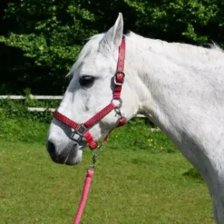 Rhinegold Padded Diamond Pattern Headcollar And Leadrope Set -Horse Supplies Sale 339 rasp web 2 jpg