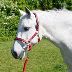 Rhinegold Padded Diamond Pattern Headcollar And Leadrope Set -Horse Supplies Sale 339 red web 1 2