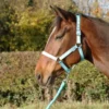 Hy Equestrian Ombre Head Collar And Lead Rope Set -Horse Supplies Sale 35700 hy equestrian ombre head collar teal 02 1 jpg
