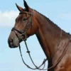 Collegiate Syntovia+ Plain Flat Running Martingale 2 Collegiate Syntovia+ Plain Flat Running Martingale -Horse Supplies Sale collegiate syntovia plain flat running martingale brown 2 jpg