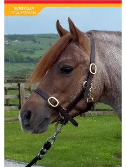 John Whitaker Breeder Headcollar 14 John Whitaker Breeder Headcollar -Horse Supplies Sale hc056 1 650x867 1 2 jpg