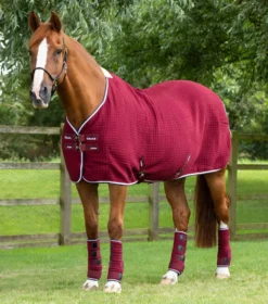 Premier Equine PremTex Horse Cooler Rug -Horse Supplies Sale premtex horse cooler rug burgundy 2 jpg